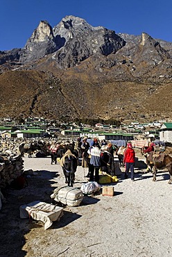 Tibetan yak caravan at the sherpa village of Khumjung, Holy Mountain Khumbi Yul Lha, Khumbila, 5761 m, Sagarmatha National Park, Khumbu Himal, Nepal, Asia