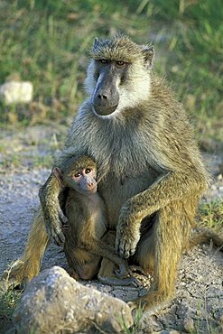 Female Yellow Baboon (Papio cynocephalus) with young, Amboseli National Park, Kenya, Africa