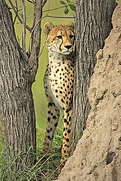 Cheetah (Acinonyx jubatus), half grown, between trees, Sabi Sand Game Reserve, Kruger National Park, South Africa