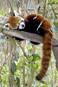 Red or Lesser Panda, Firefox (Ailurus fulgens fulgens), sleeping adult, native to Asia, China