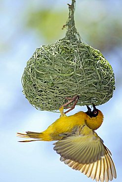 Southern Masked-Weaver or African Masked-weaver (Ploceus velatus), adult male hanging beneath its nest, displaying, Madikwe National Park, South Africa