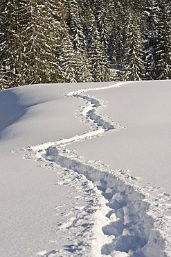 Snow-covered winter landscape with snow shoe tracks, Achenkirch, Tyrol, Austria