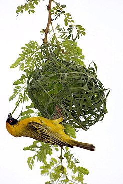 Southern Masked-Weaver or African Masked-weaver (Ploceus velatus), adult male weaving its nest, Madikwe National Park, South Africa