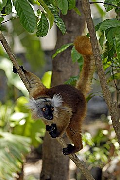 Black Lemur (Eulemur macaco), adult female in a tree, Nosy Komba, Madagascar, Africa