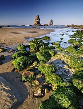 Seaweed and rockpools at Cannon Beach, Clatsop County, Oregon, USA, North America