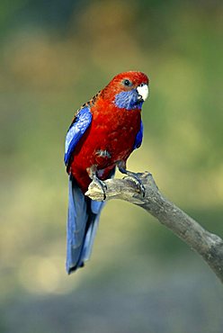 Adult Crimson Rosella (Platycercus elegans), Australia