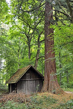 Hut in a forest near Dettenhausen, Naturpark Schoenbuch, Baden-Wuerttemberg, Germany, Europe