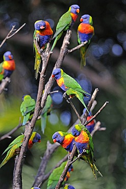 Flock of Rainbow Lorikeets (Trichoglossus haematodus), perched on a branch, Queensland, Australia