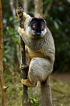 Common Brown Lemur (Eulemur fulvus fulvus), adult male in a tree, Madagascar, Africa