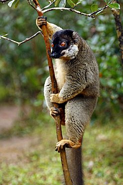 Common Brown Lemur (Eulemur fulvus fulvus), adult male on a tree, Madagascar, Africa