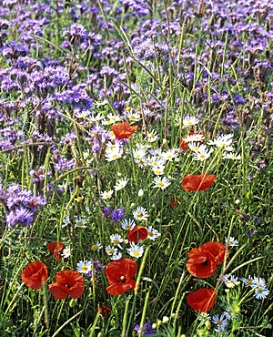 Red Poppy (Papaver rhoeas), Marguerites (Leucanthemum), Phacelia, flower meadow in summer