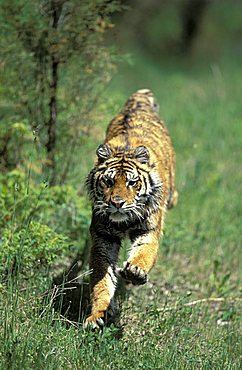 Siberian tiger (Panthera tigris altaica), adult running, found in Asia