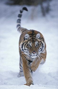 Siberian tiger (Panthera tigris altaica), adult leaping and running in snow, found in Asia