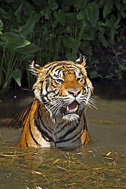 Sumatran Tiger (Panthera tigris sumatrae), adult, in water, native to, Sumatra, Asia