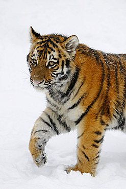 Siberian Tiger (Panthera tigris altaica), cub