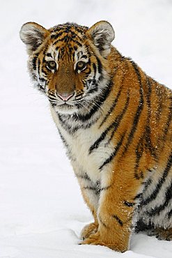 Siberian Tiger (Panthera tigris altaica), cub