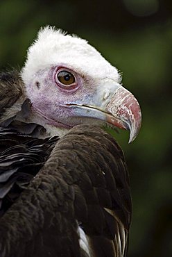 White-headed vulture (Trigonoceps occipital), adult bird, Africa