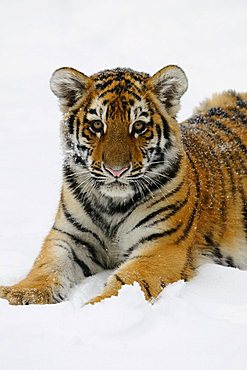 Siberian Tiger (Panthera tigris altaica), cub