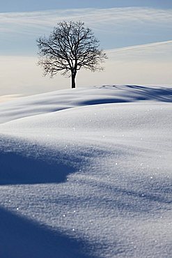 Single tree, winter landscape with fresh snow in the Alpstein massif, Appenzell, Switzerland, Europe