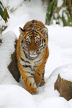 Siberian Tiger (Panthera tigris altaica), cub