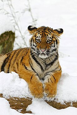 Siberian Tiger (Panthera tigris altaica), cub