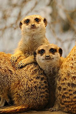 Meerkats or Suricates (Suricata Suricatta)