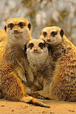 Meerkats or Suricates (Suricata Suricatta)