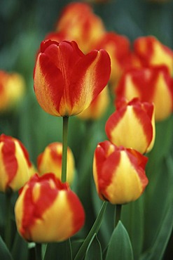 Didier's Tulips (Tulipa gesneriana), Keukenhof, Netherlands, Europe