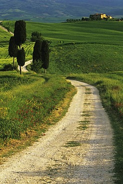 Cypress trees on a path near Terrapille, Pienza, Tuscany, Italy, Europe