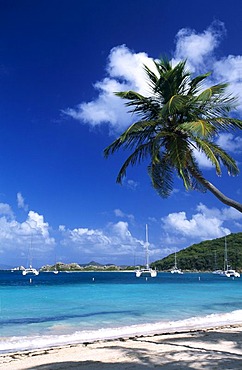 Palm tree on a beach on Peter Island, British Virgin Islands, Caribbean