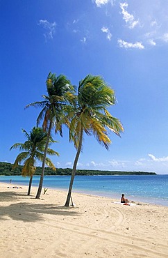 Beach with palm trees, Sun Bay Beach, Vieques Island, Puerto Rico, Caribbean