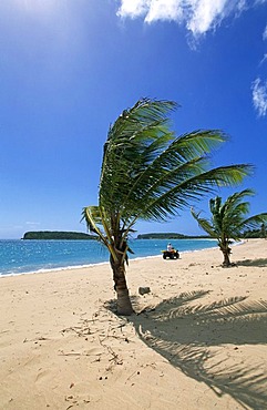 Beach with palm trees, Sun Bay Beach, Vieques Island, Puerto Rico, Caribbean