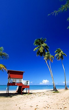 Beach with palm trees, Luquillo Beach, Puerto Rico, Caribbean