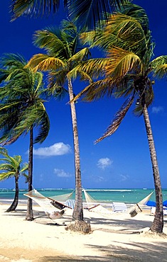 Beach with palm trees near San Juan, Puerto Rico, Caribbean