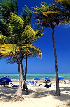 Beach with palm trees near San Juan, Puerto Rico, Caribbean