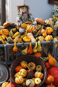 Stall selling pumpkins in Dierpersdorf, Styria, Austria, Europe