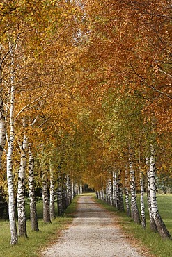 Birch-lined alley in the Tragoesstal Valley, Tragoess, Styria, Austria, Europe