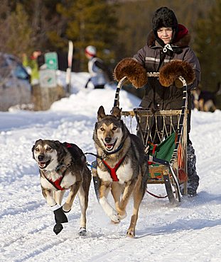 Running, mushing sled dogs, Alaskan Huskies, dog team, child, young boy, musher, dog sled race near Whitehorse, Yukon Territory, Canada