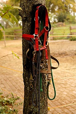 Horse's bridle hanging from a tree