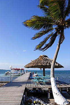 Palm tree with a jetty, Turneffe Flats, Turneffe Atoll, Belize, Central America, Caribbean