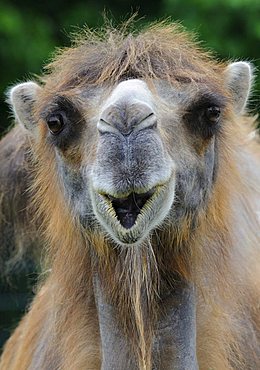 Bactrian Camel (Camelus bactrianus)