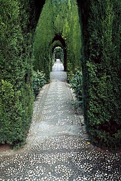 Tree-lined road in Alhambra, Granada, Andalusia, Spain, Europe