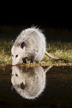 Virginia Opossum (Didelphis virginiana), adult at night drinking, Uvalde County, Hill Country, Central Texas, USA