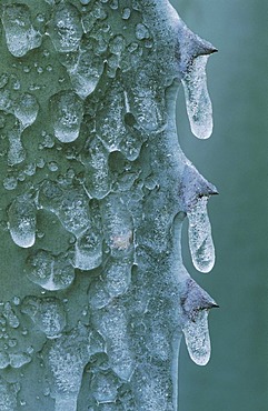 Agave, Century Plant (Agavaceae), leaf after ice rain, San Antonio, Central Texas, USA