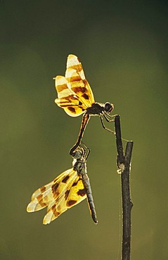 Halloween Pennant (Celithemis eponina), pair mating, Corpus Christi, Texas, USA