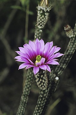 Cactus in bloom, Starr County, Rio Grande Valley, Texas, USA