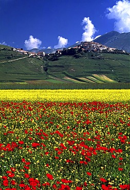 Castelluccio in the early summer in Piano Grande, Italy, Europe