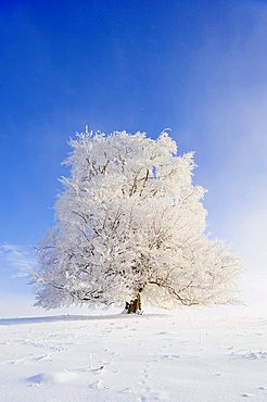 European Beech (Fagus sylvatica), winter landscape, Swabian Alb, Baden-Wuerttemberg, Germany, Europe