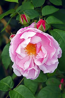 Mary Rose (Rosa Mary Rose), English rose, shrub, sweet fragrance