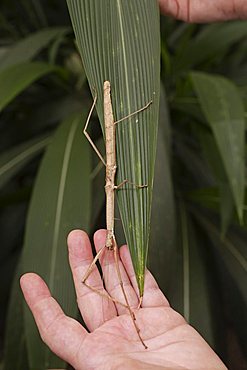 Red-winged Stick Insect (Phaenopharos khaoyaiensis)